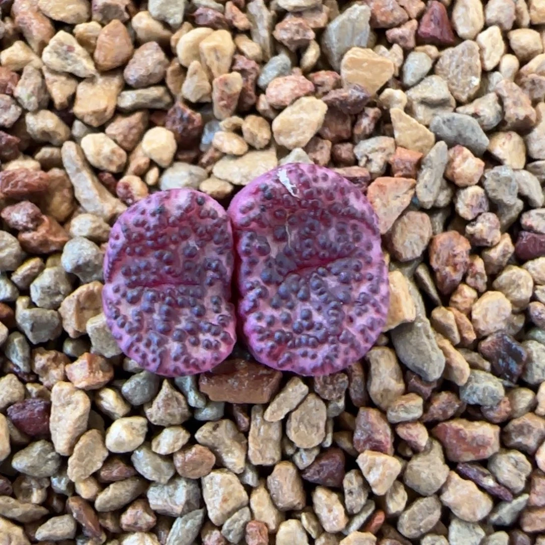 云缦多肉花园精品18.11霓虹SP