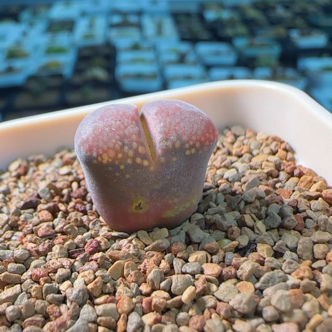 大*松云缦多肉花园精品2.196有干疤