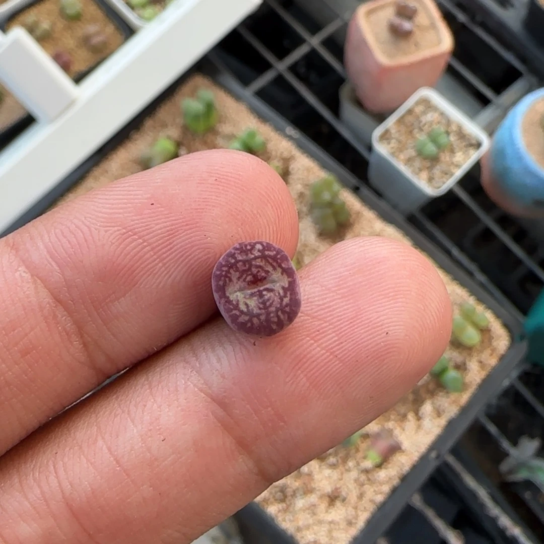 熊*云缦多肉花园精品18.70