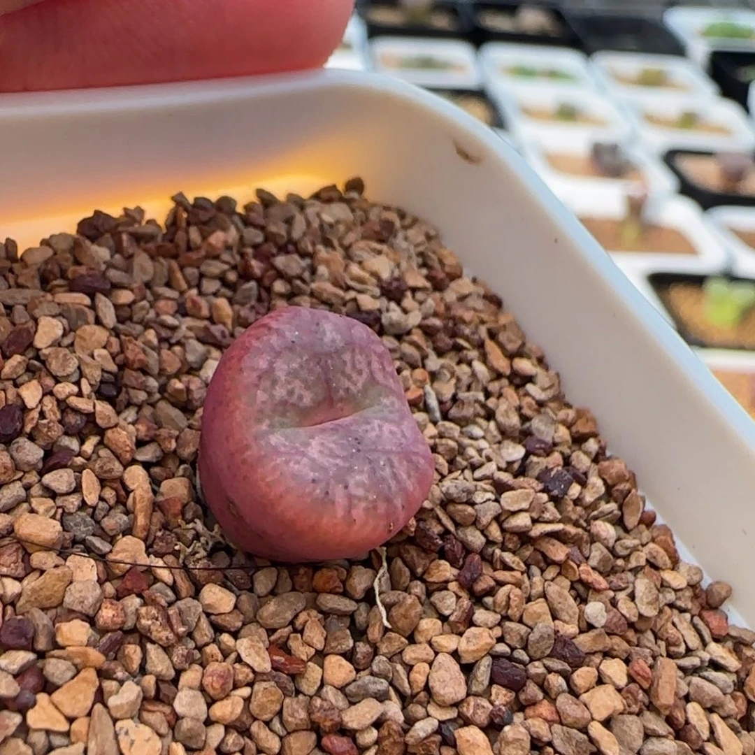 云缦多肉花园精品27.28 送奶工SP 流水纹