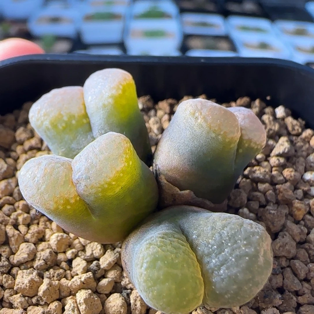 云缦多肉花园精品27.15雪花芸窗窗
