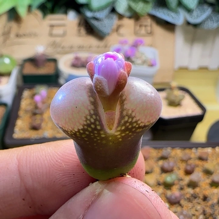 l*l云缦精品番杏6.13紫红网格落肩窗