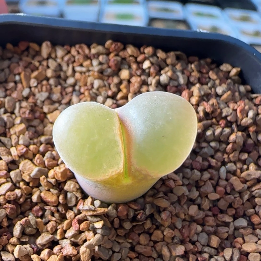 云缦多肉花园精品27.31紫体白透粉小蛮腰