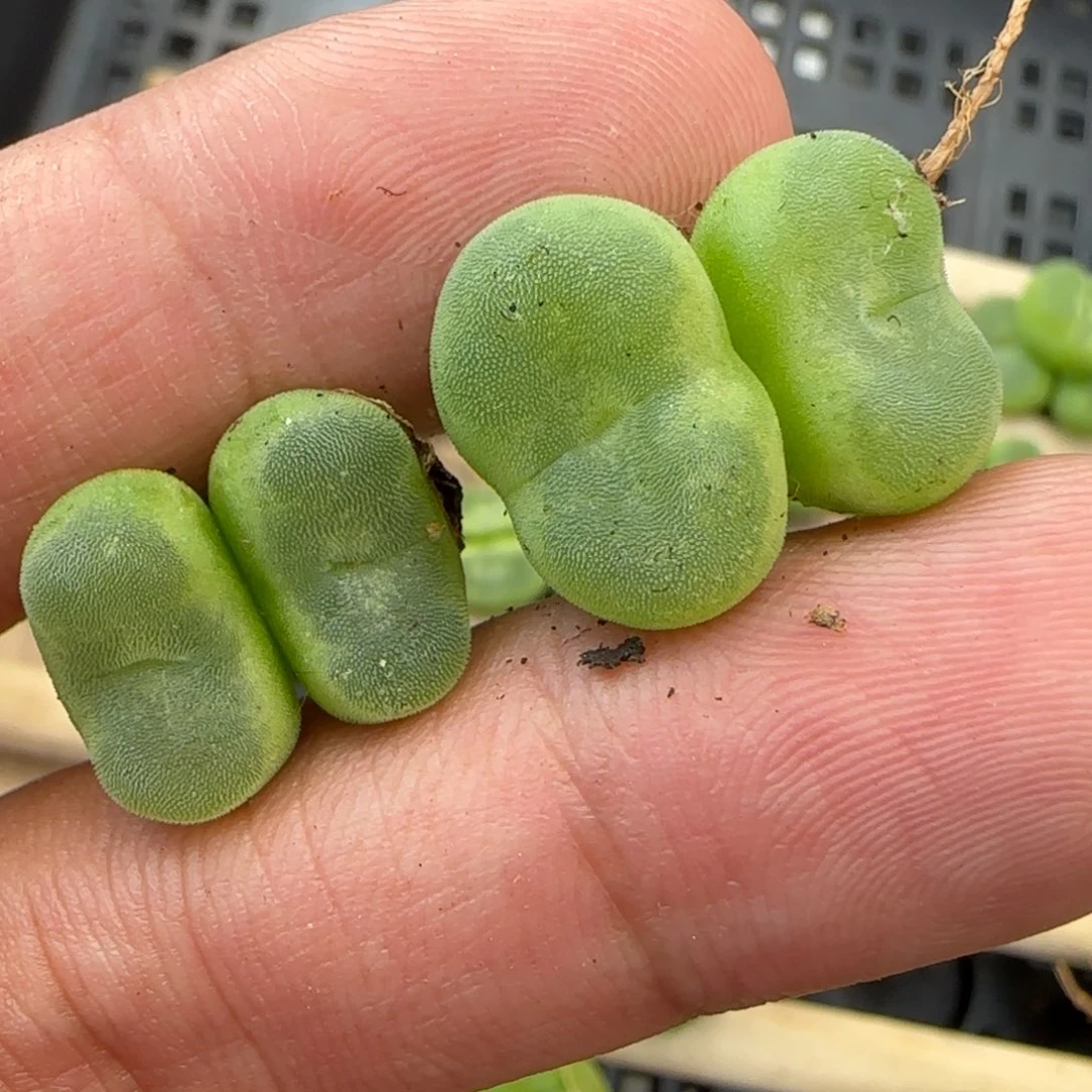 云缦多肉花园精品18.33全窗水晶鞋