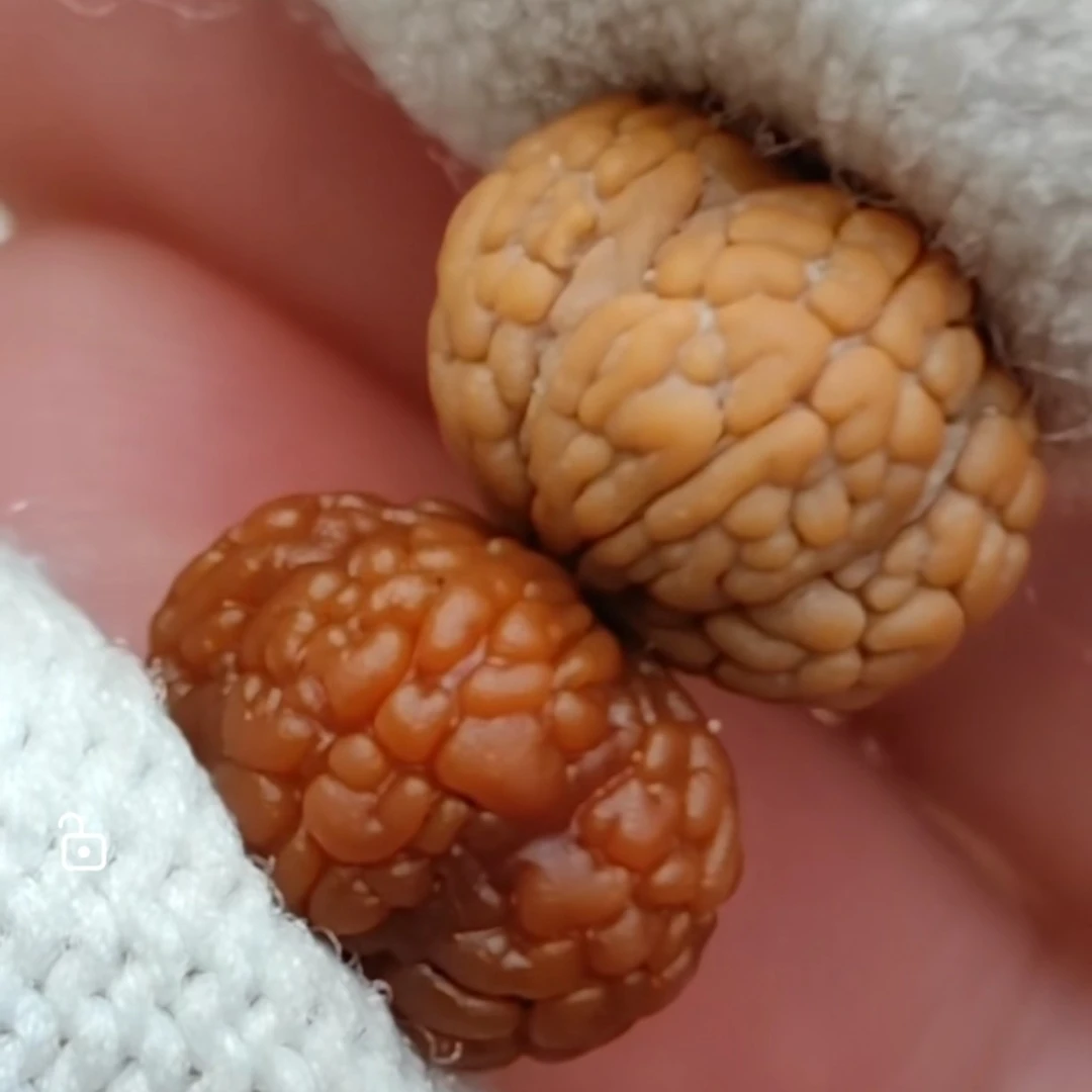 誉鑫YUXINGE「毒药龙鳞•飞碟梅花」5瓣龙鳞王
