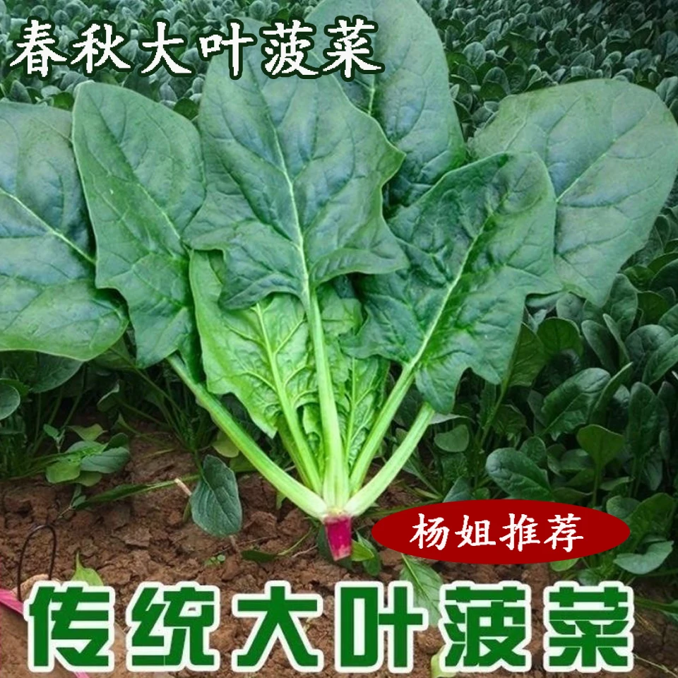 【杨姐推荐.菠菜】大包装大叶菠菜种子