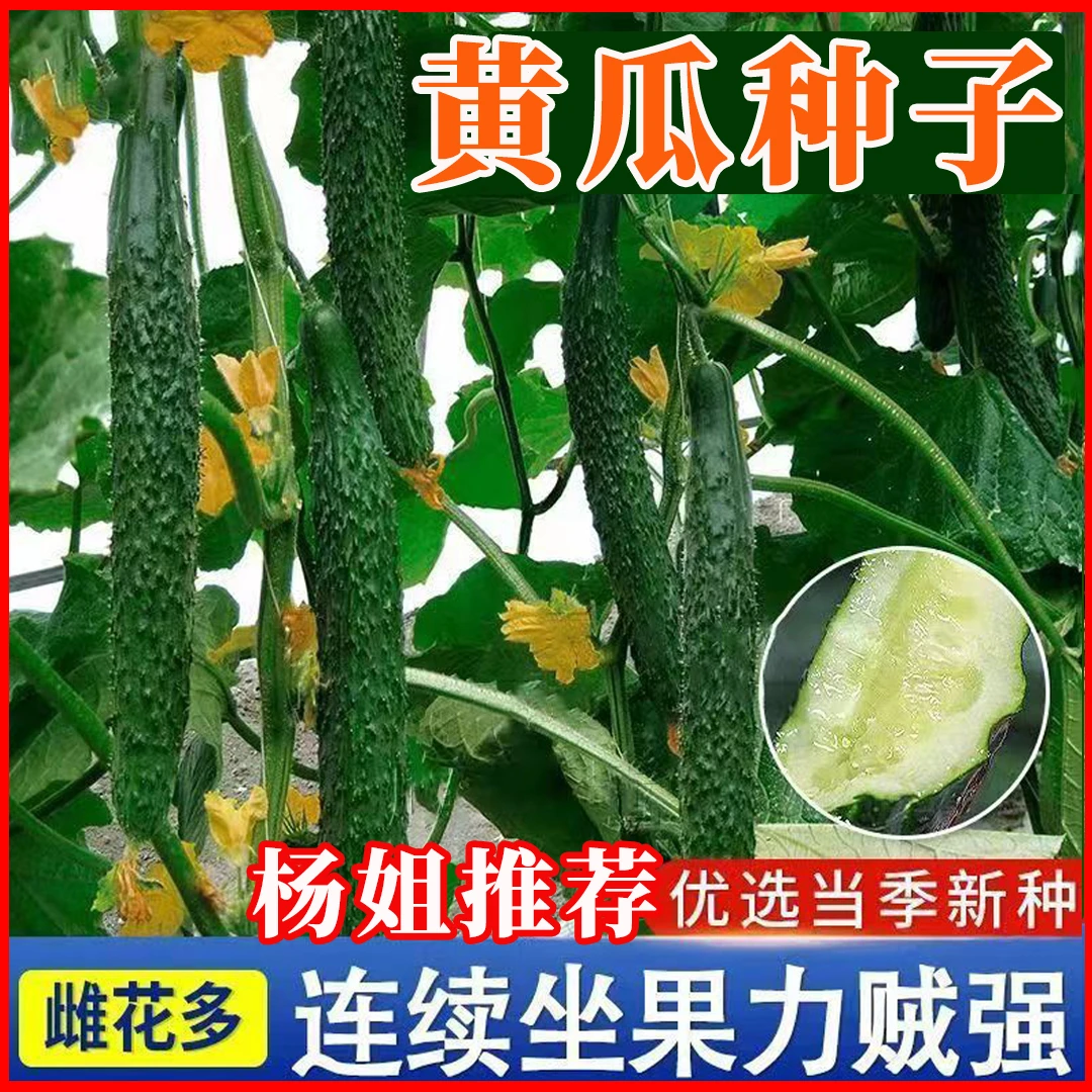【杨姐推荐】黄瓜种子绿皮甜脆嫩绿黄瓜节节有瓜绿刺黄瓜蔬菜种子