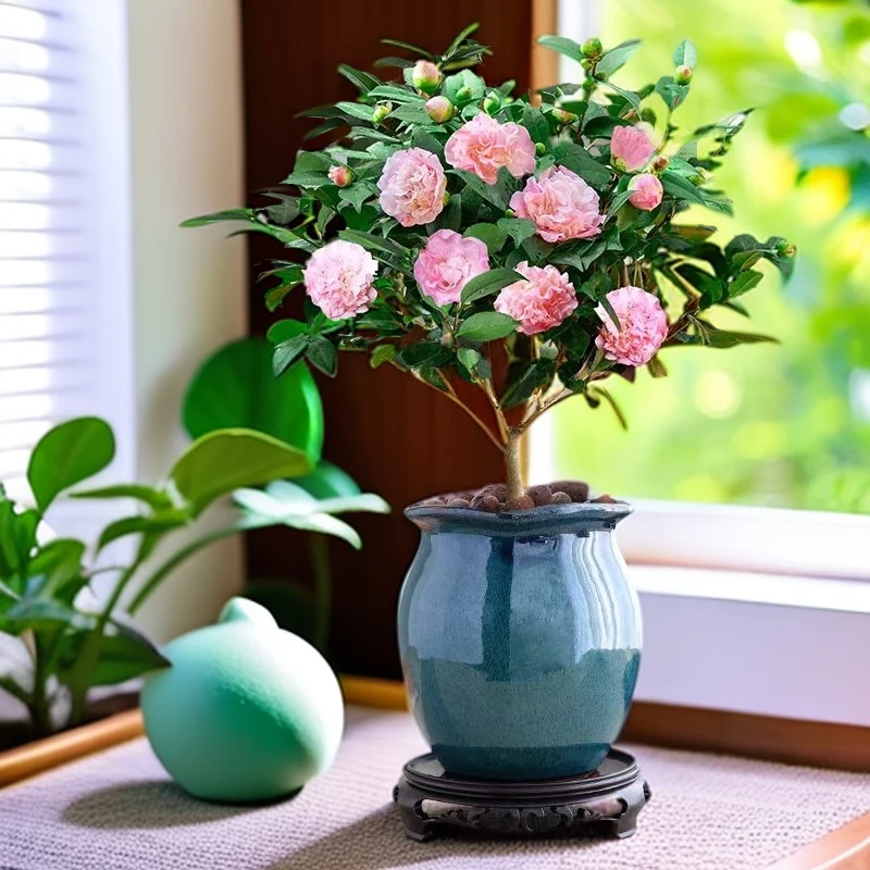 【9块9带花苞】精选香妃茶花盆栽四季开花重瓣浓香庭院阳台好养花卉