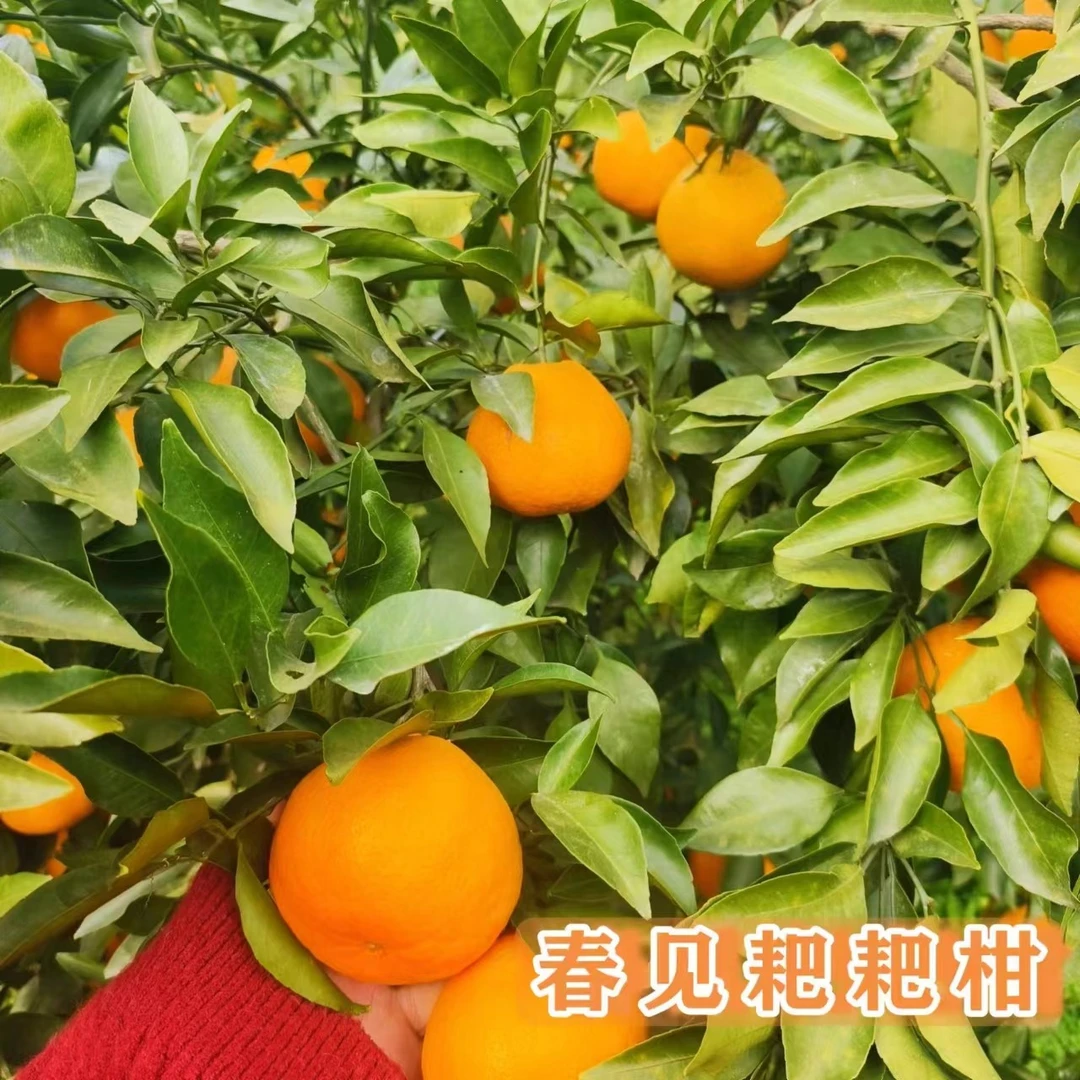 四川高山水果优选春见耙耙柑当季新鲜水果丑橘带箱香甜现摘现发