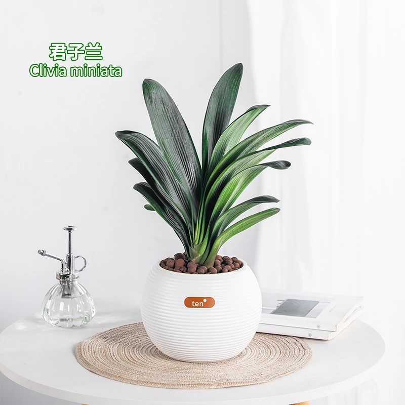 君子兰盆栽室内办公室耐阴盆栽花卉植物水培懒人花盆好养的植物花