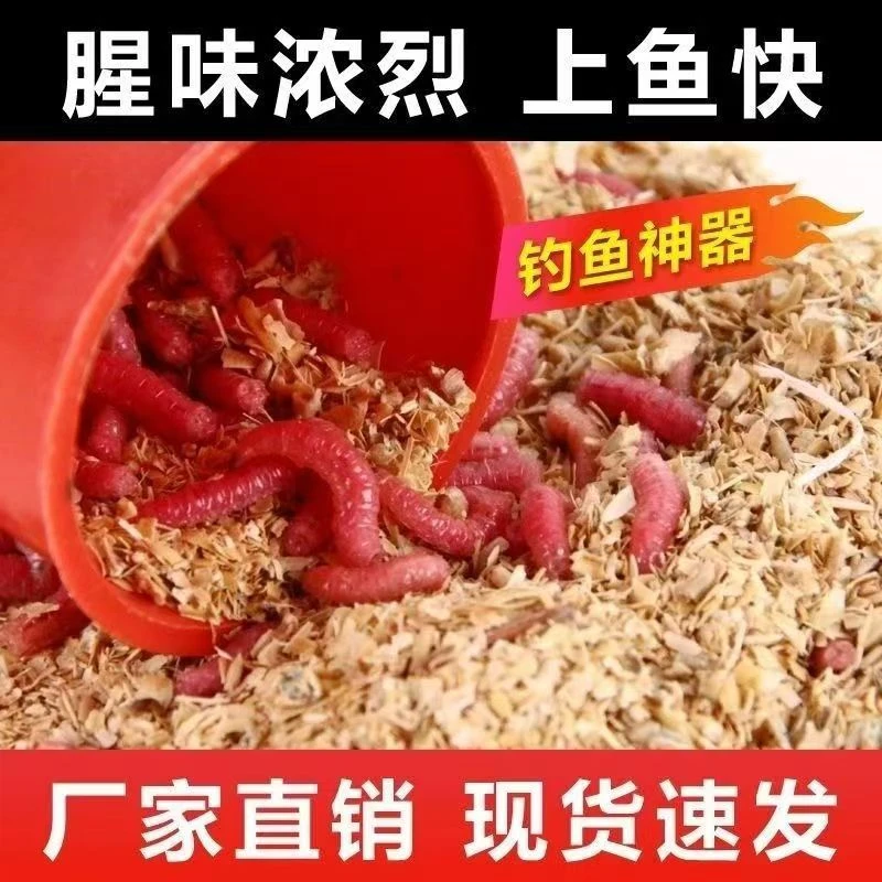溪流钓饵鲜活红蛆虫活饵苍蝇幼虫肉蛆虫鲫鱼野钓牙子红曲虫水库