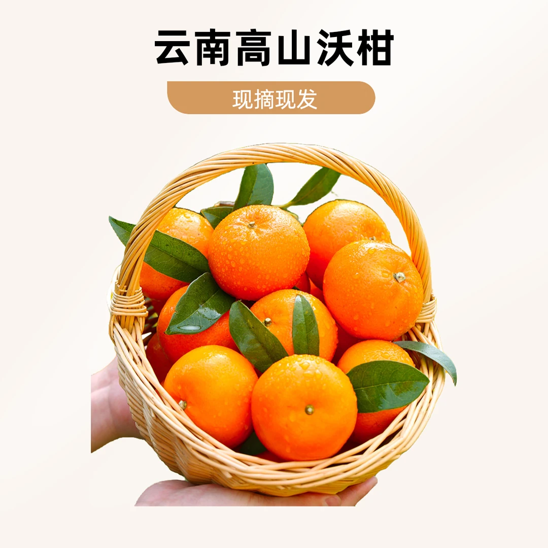 云南高山沃柑新鲜橘子产地直发现摘现发农家自种粗皮沃柑