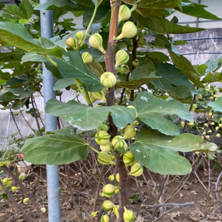 BNR彩虹无花果树苗超甜好看好吃打土球发货