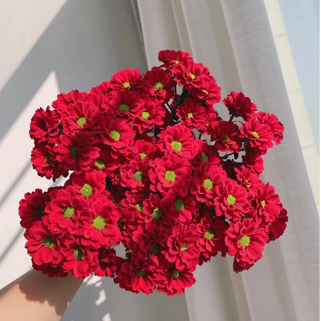 红梅小雏菊全场鲜花加入购物车2件包邮鲜花20%损耗不售后