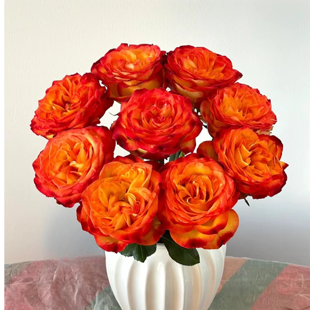 狂想曲单头玫瑰全场鲜花加入购物车满2件包邮鲜花20%不售后