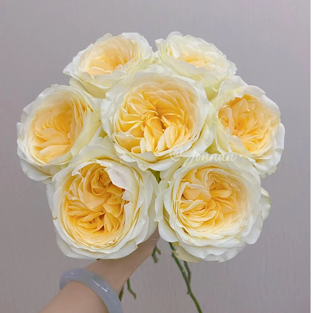 奶油杯单头玫瑰全场鲜花加入购物车满2件包邮鲜花20%不售后