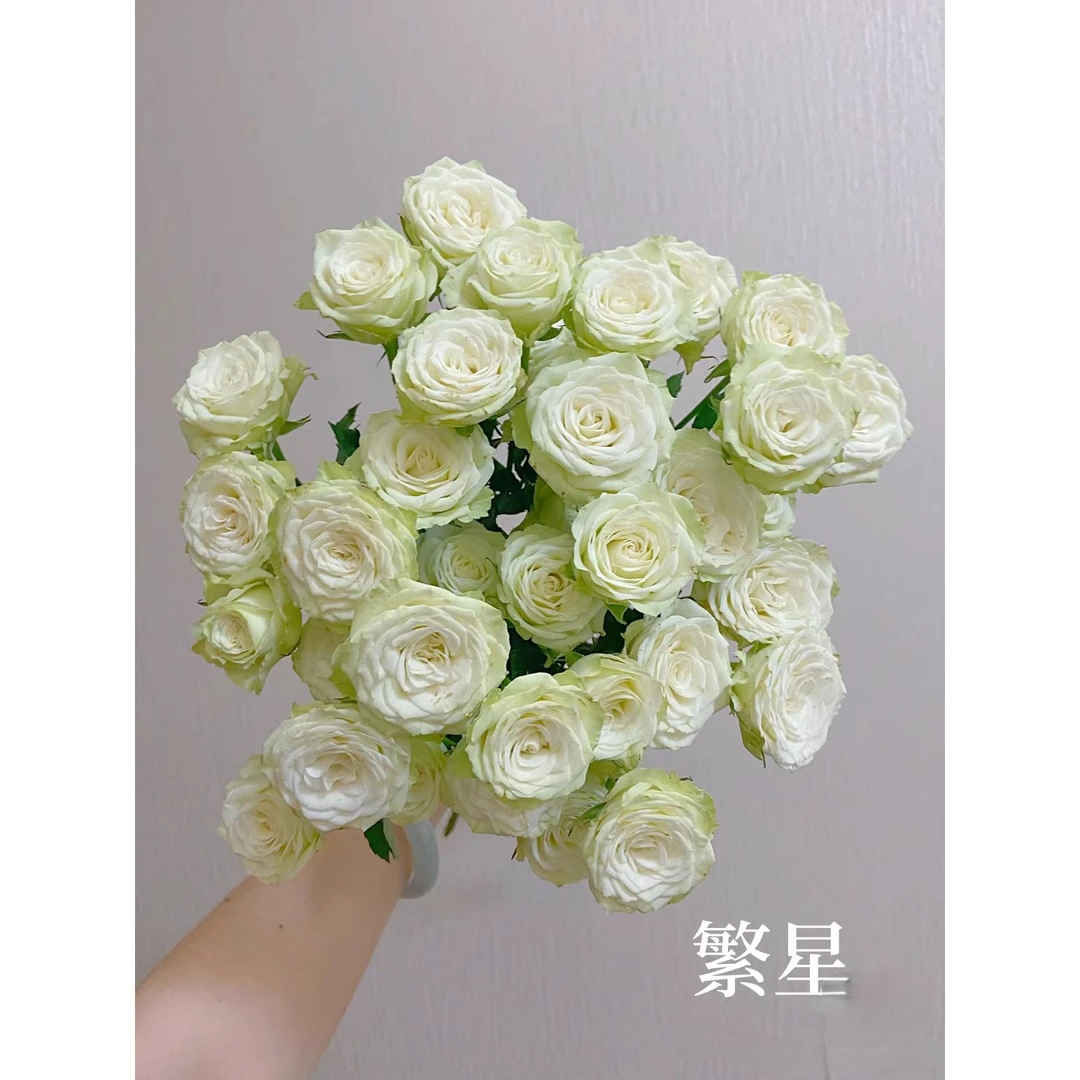 繁星多头泡泡玫瑰基地鲜花冷链发货所有鲜花运费只需8＋购物车
