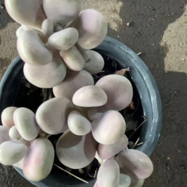 桃蛋多肉植物稀有品种室内组合绿植多肉新手适养