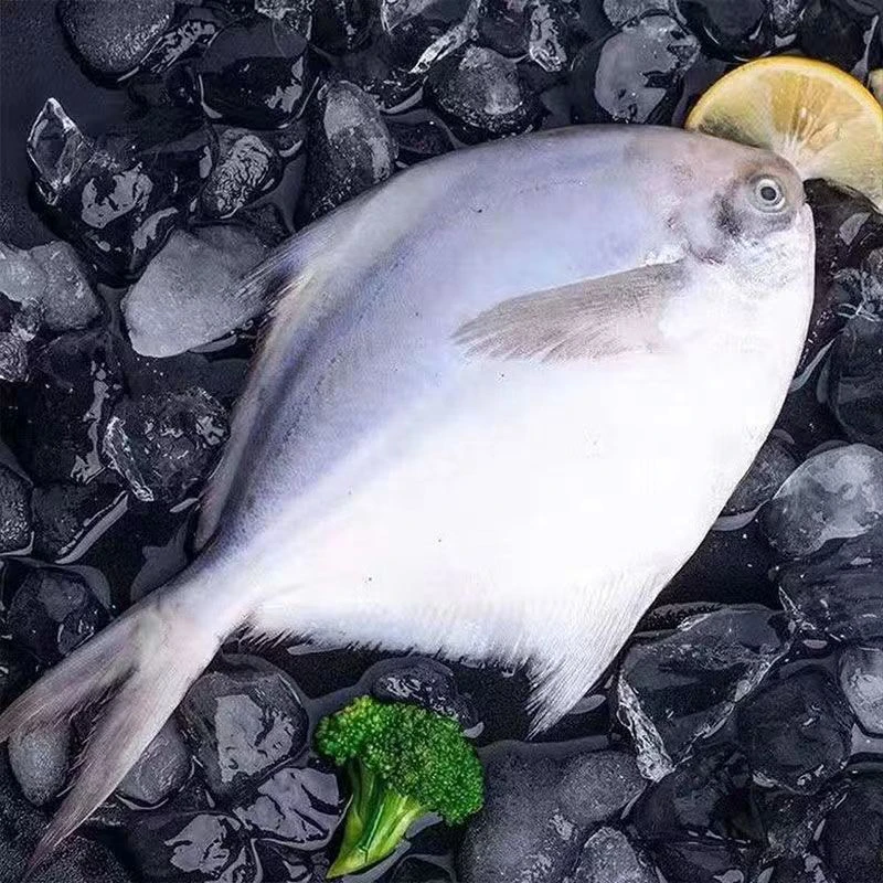 新鲜海捕银鲳鱼到手3斤一袋宝宝辅食速冻包邮发货一斤8到10条海鲜