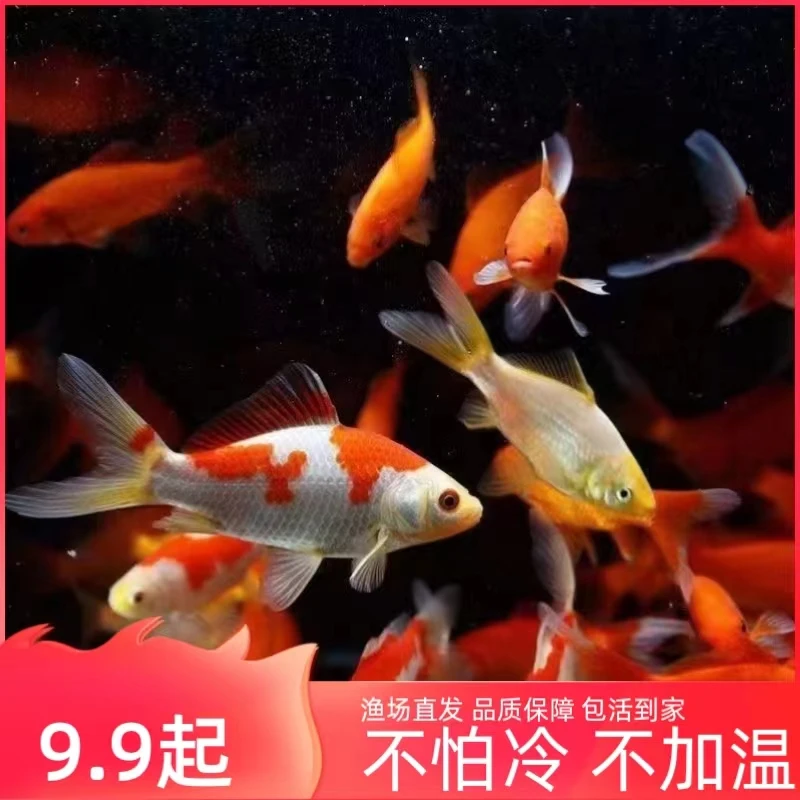 冷水观赏鱼小金鱼好养便宜小鱼养不死自来水喂乌龟锦鲤草金饲料鱼