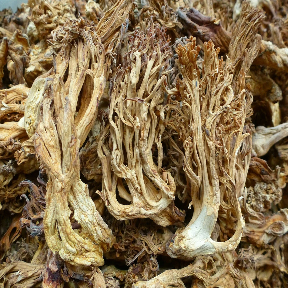 高山特产代买农户杂菌