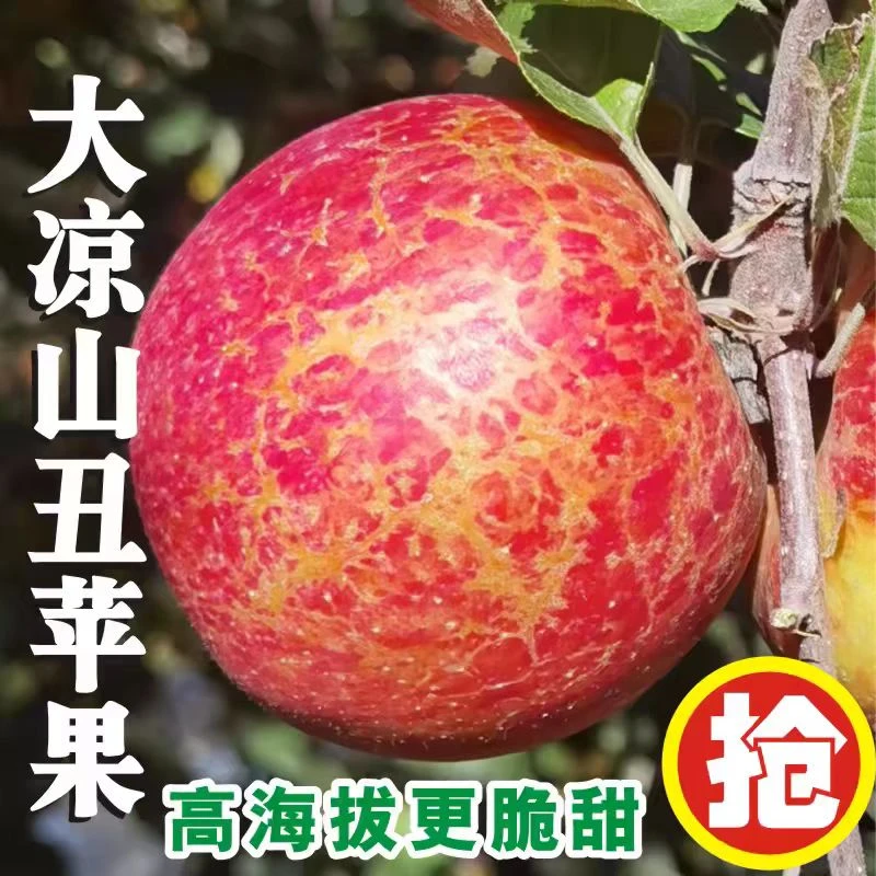 2024新鲜大凉山丑苹果冰糖心苹果当季整箱盐源四川丑苹果