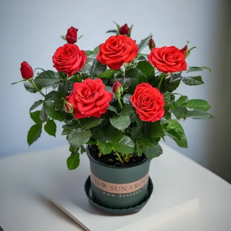 四季开花玫瑰花带花苞盆栽室内阳台懒人好养花卉植物微型