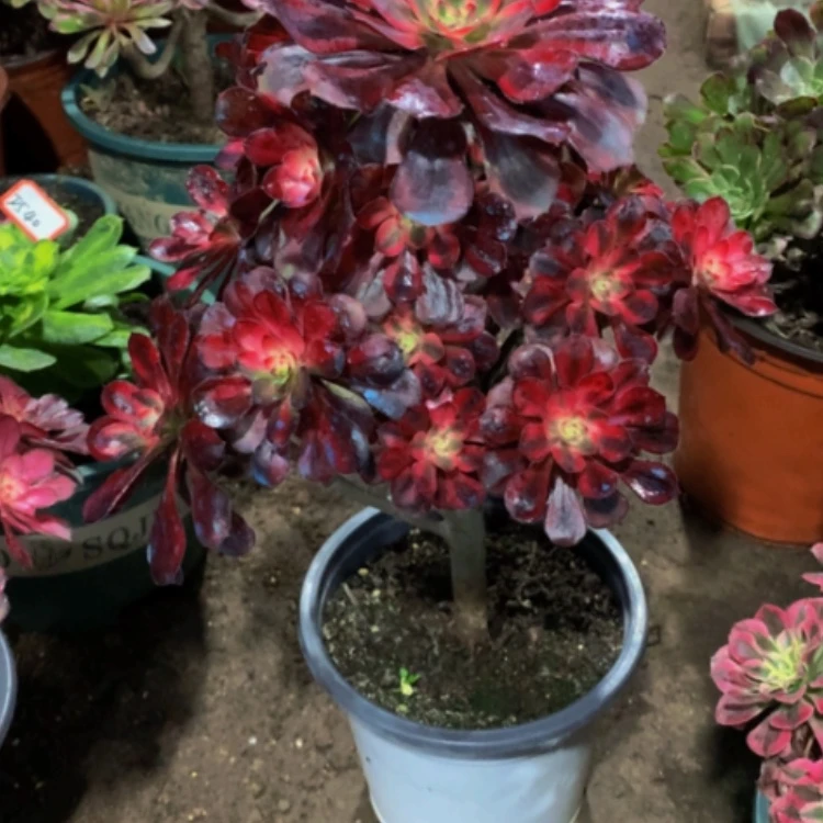 【闪购商品】紫砂茶碗红*果D541