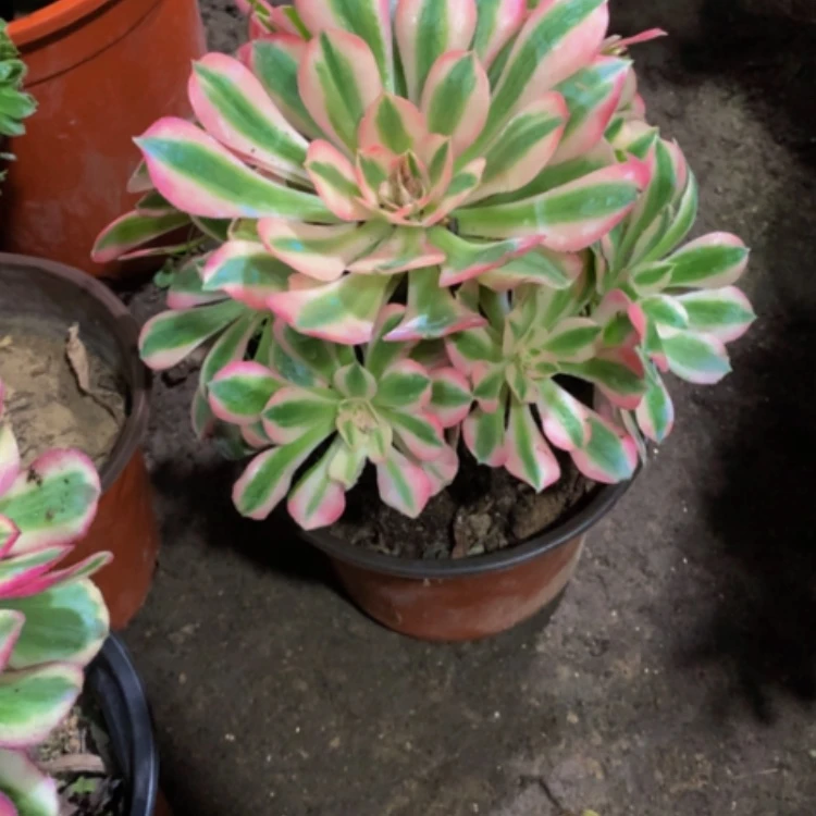 【闪购商品】紫砂茶碗D543