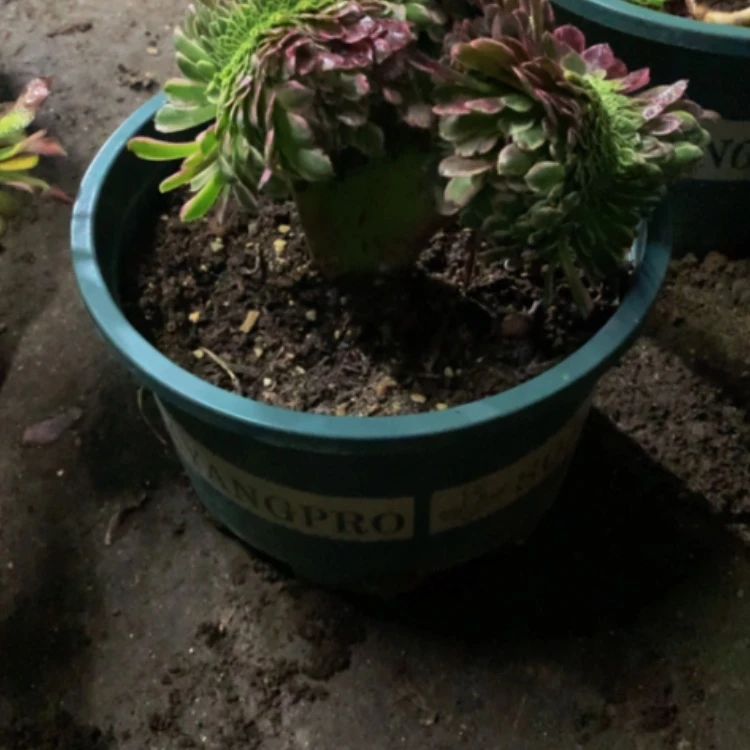 【闪购商品】紫砂茶碗D450