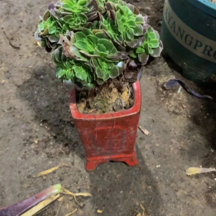 【闪购商品】紫砂茶碗D644