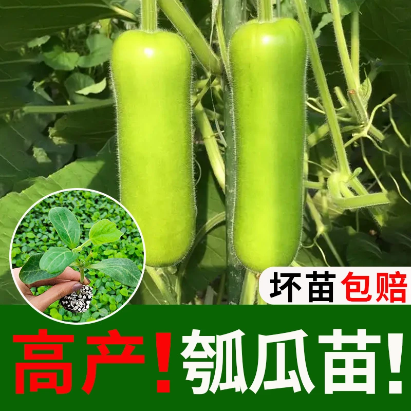 瓠瓜菜葫芦苗子种子瓠瓜蔬菜瓠子瓜高产四季夏季春季农家青菜种籽