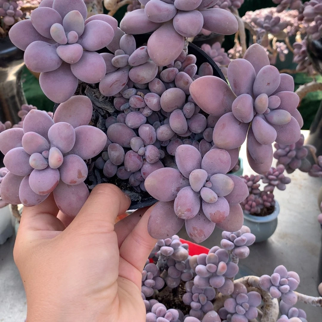 心*❤桃蛋老桩一物一拍不带盆