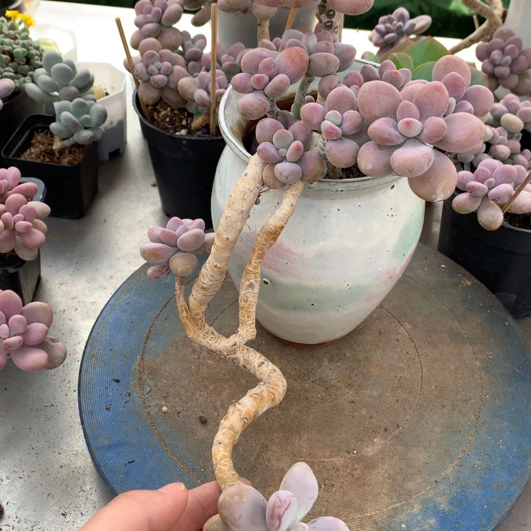 用****4桃蛋老桩一物一拍不带盆