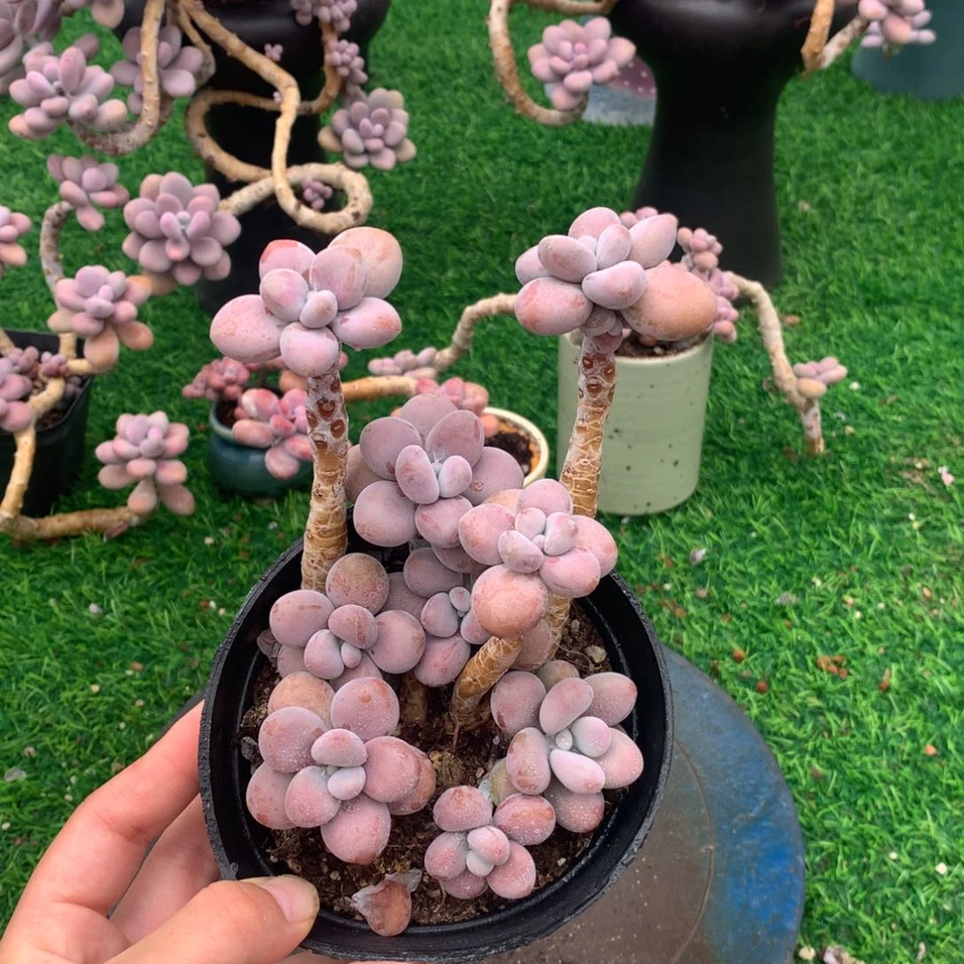 桃蛋老桩一物一个不带盆11号