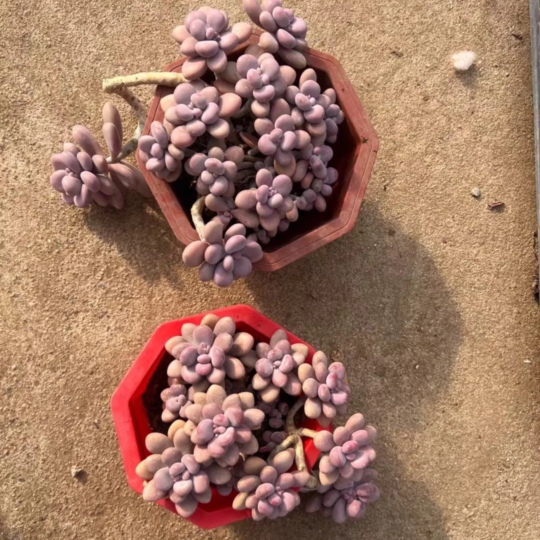 多肉植物精品控养桃蛋老桩直播间专属链接图片不代表实物
