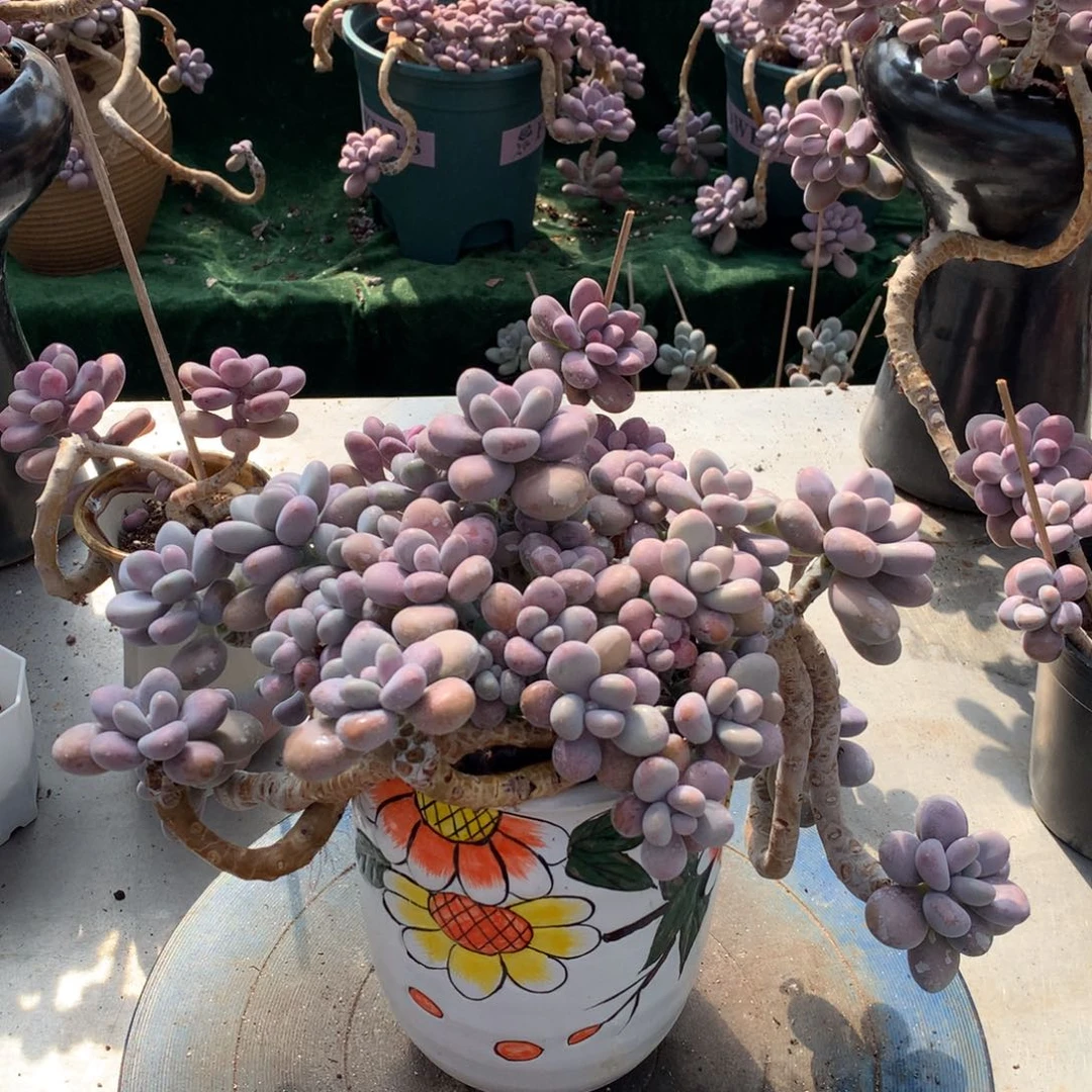 桃蛋老桩一物一拍不带盆