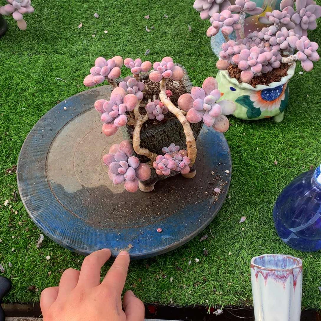 桃蛋老桩一物一拍两处瑕疵21号不带盆