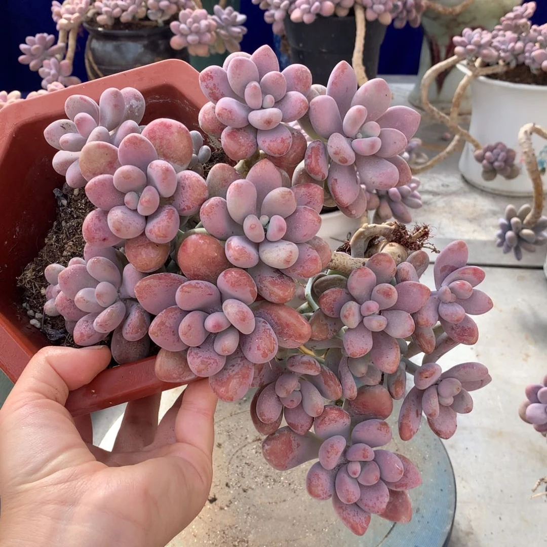 素*桃蛋老桩一物一拍