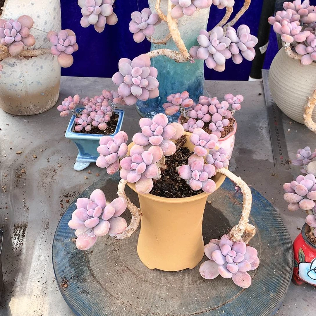 桃蛋老桩一物一拍12号