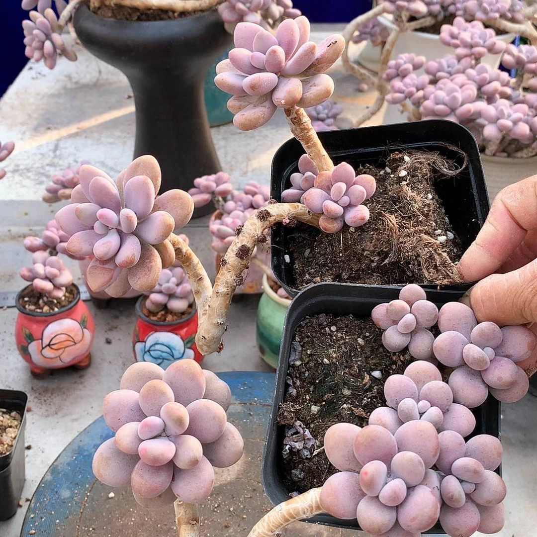 桃蛋老桩一物一拍两颗17号