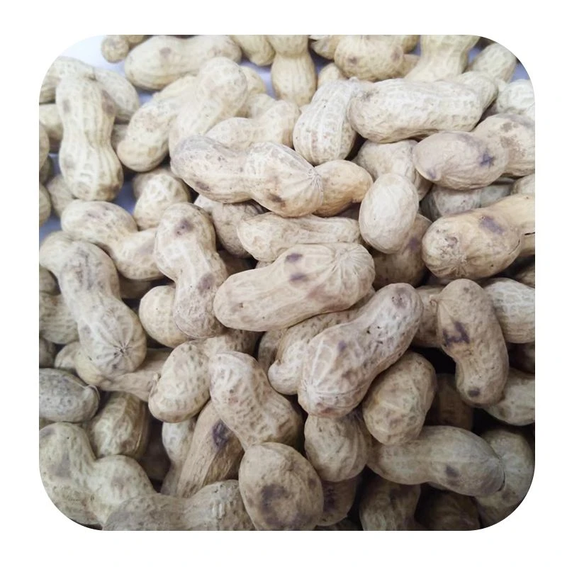 东伟现炒小日本花生 约500g/份