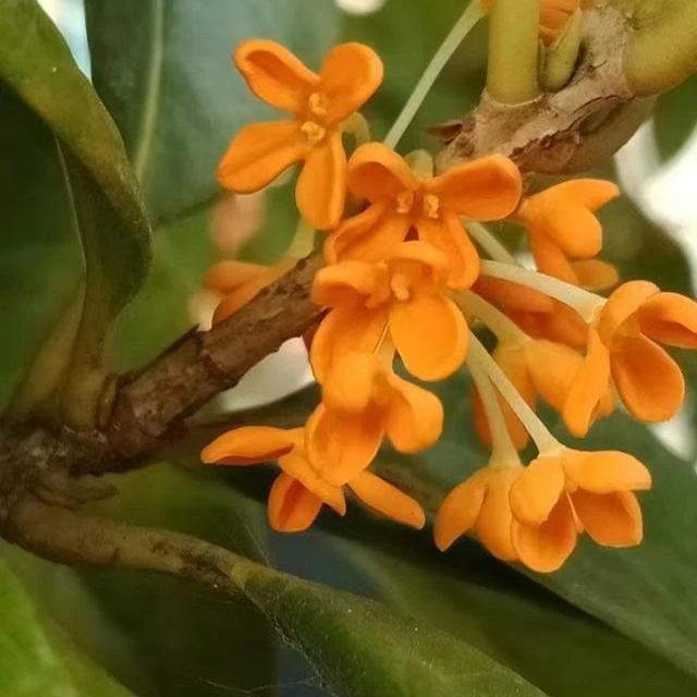 桂花树一物一拍原生老桩金桂飘香丹桂花艳四季桂花期长常青树花卉