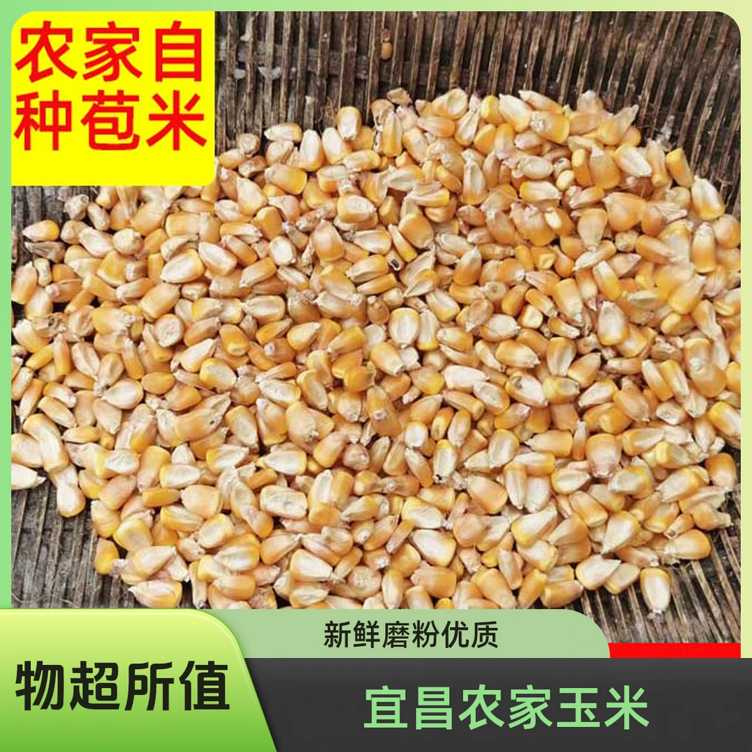 2025年宜昌农家自种食用玉米粒新鲜磨粉苞米粒干玉米籽酿酒钓鱼