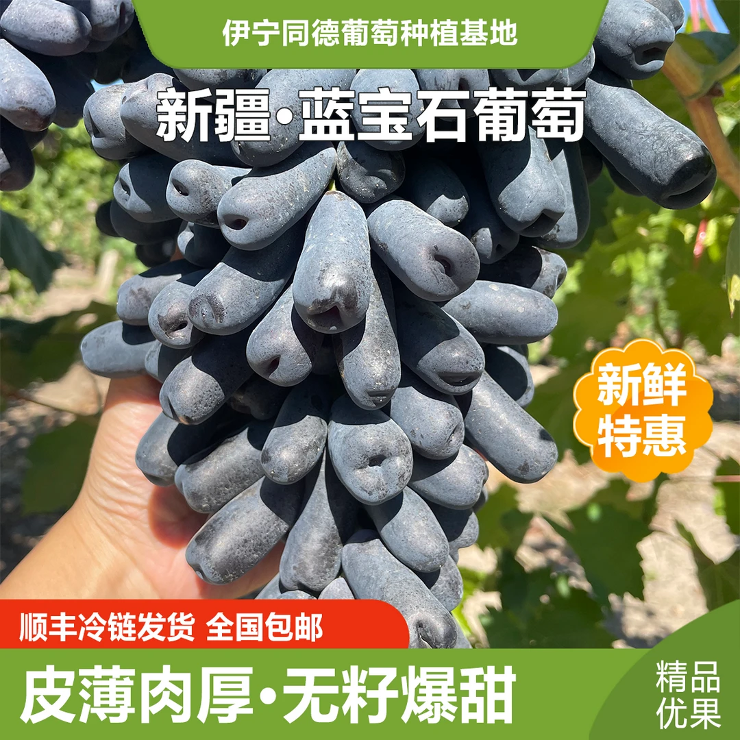 新疆伊利现摘现发优质蓝宝石无籽黑提美人指葡萄【航空冷链空运】
