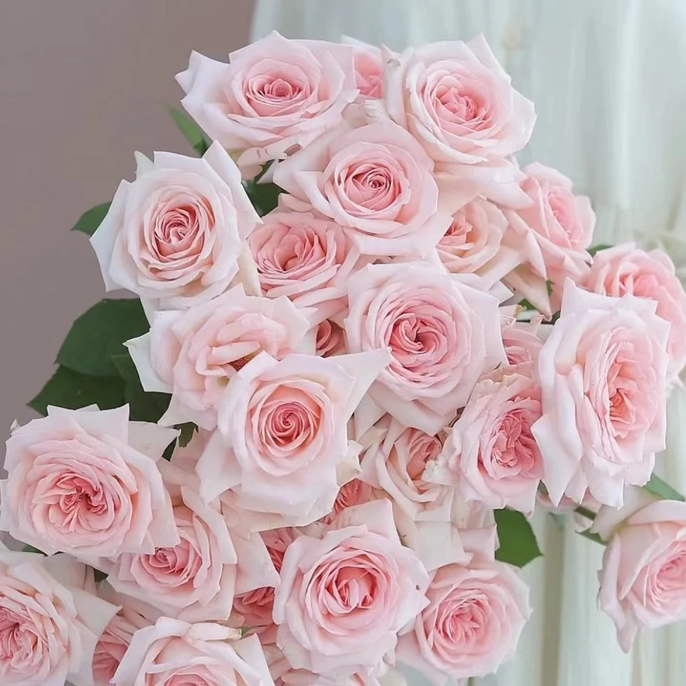 云南基地玫瑰基地直发顺丰冷链高品质鲜花~当天发货，现拍现发~