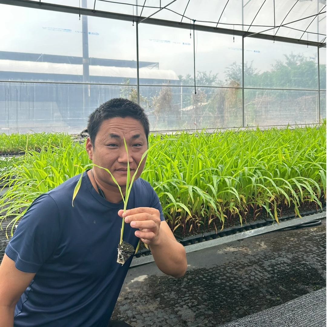 半眉粉丝专属正宗四季水果玉米苗奶油玉米阳台庭院种植玉米秧苗