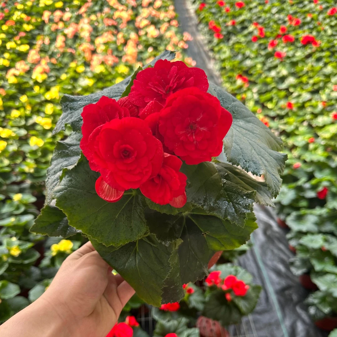 130盆丽格海棠多种颜色（零下拍保温不拍冻了不包售后）