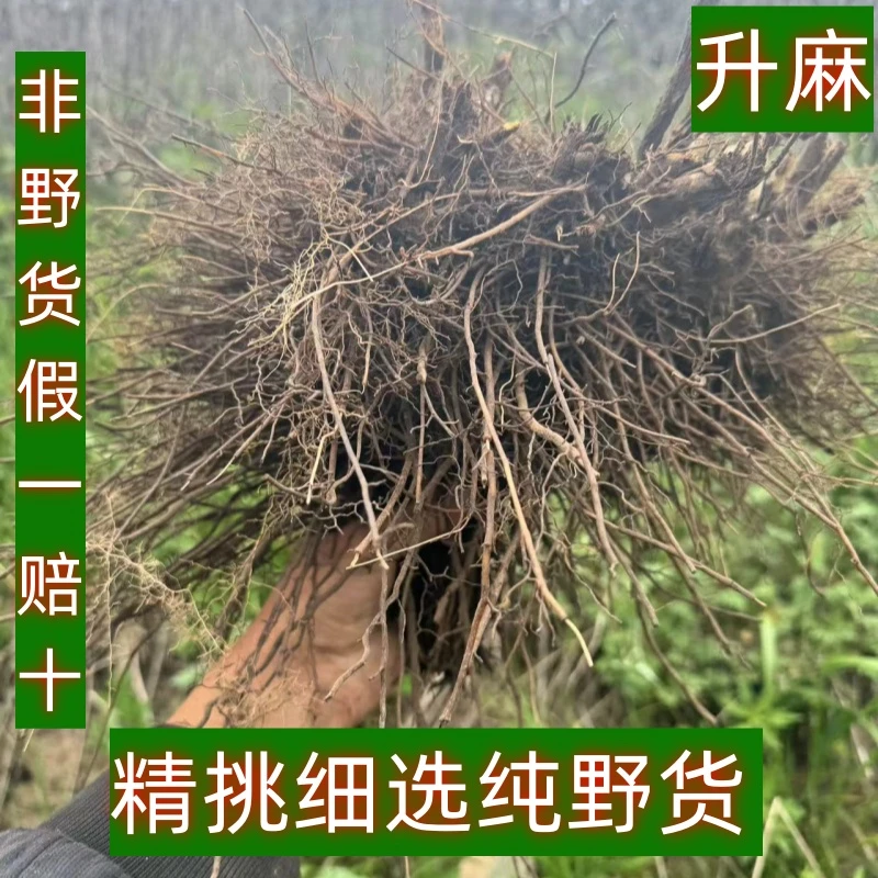 野生升麻甘肃深山采挖野生升麻无硫无添加