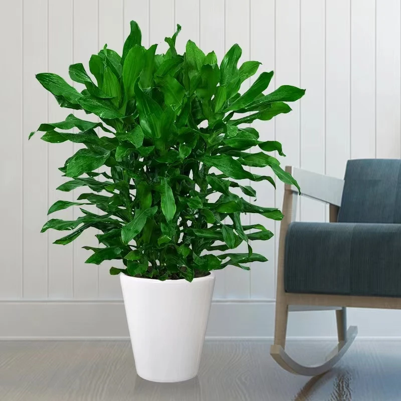 螺纹铁植物花卉盆栽客厅办公室室内阳台四季常青吸甲醛绿植
